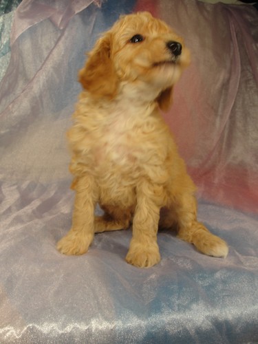 Male Bichon Poodle Puppy for sale #3 Born February 5, 2012